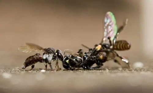蜜蜂老打架怎么預防 蜜蜂老打架怎么預防