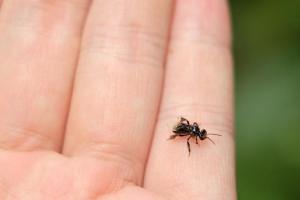 酸蜂能人工養(yǎng)殖嗎(酸蜂人工養(yǎng)殖技術(shù)) 酸蜂能人工養(yǎng)殖嗎(酸蜂人工養(yǎng)殖技術(shù))