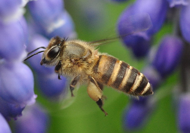 松丹一號(hào)秋繁效果不好(哪種蜜蜂最好養(yǎng)) 松丹一號(hào)秋繁效果不好(哪種蜜蜂最好養(yǎng))