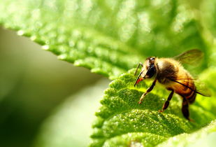松丹一號(hào)秋繁效果不好(哪種蜜蜂最好養(yǎng)) 松丹一號(hào)秋繁效果不好(哪種蜜蜂最好養(yǎng))