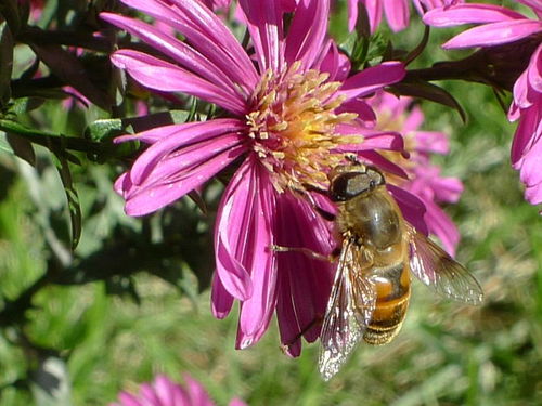 想養(yǎng)蜂從這些基礎(chǔ)做起（新手養(yǎng)蜂入門(mén)及注意事項(xiàng)）