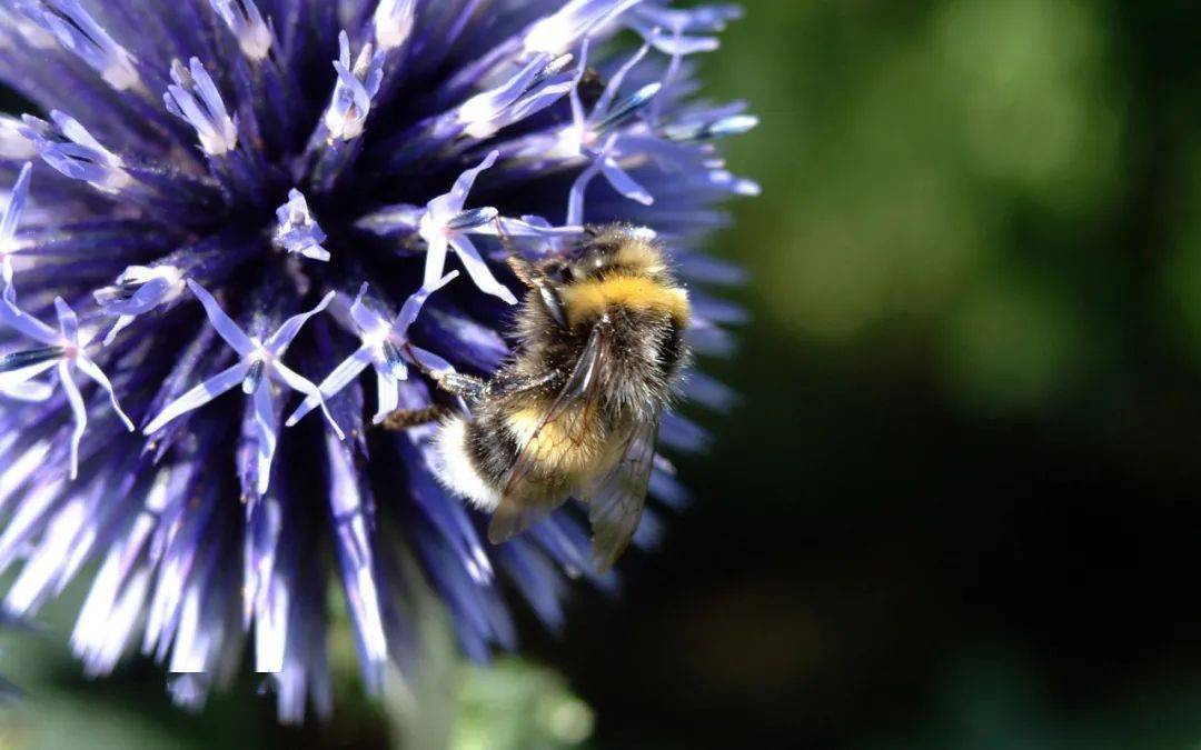 想養(yǎng)蜂從這些基礎(chǔ)做起（新手養(yǎng)蜂入門(mén)及注意事項(xiàng)）