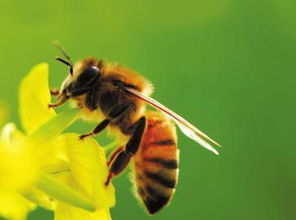 長白山蜂王好還是阿壩蜂王好(長白山蜂王和阿壩蜂王對比) 長白山蜂王好還是阿壩蜂王好(長白山蜂王和阿壩蜂王對比)