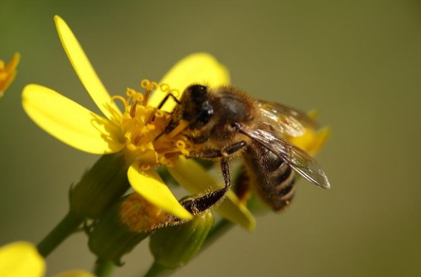 流蜜期如何管理蜂群（中蜂大流蜜期蜜蜂管理技術）