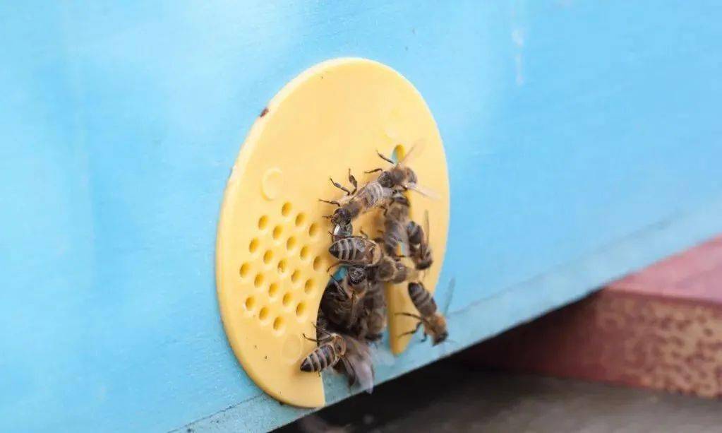 流蜜期如何管理蜂群（中蜂大流蜜期蜜蜂管理技術）