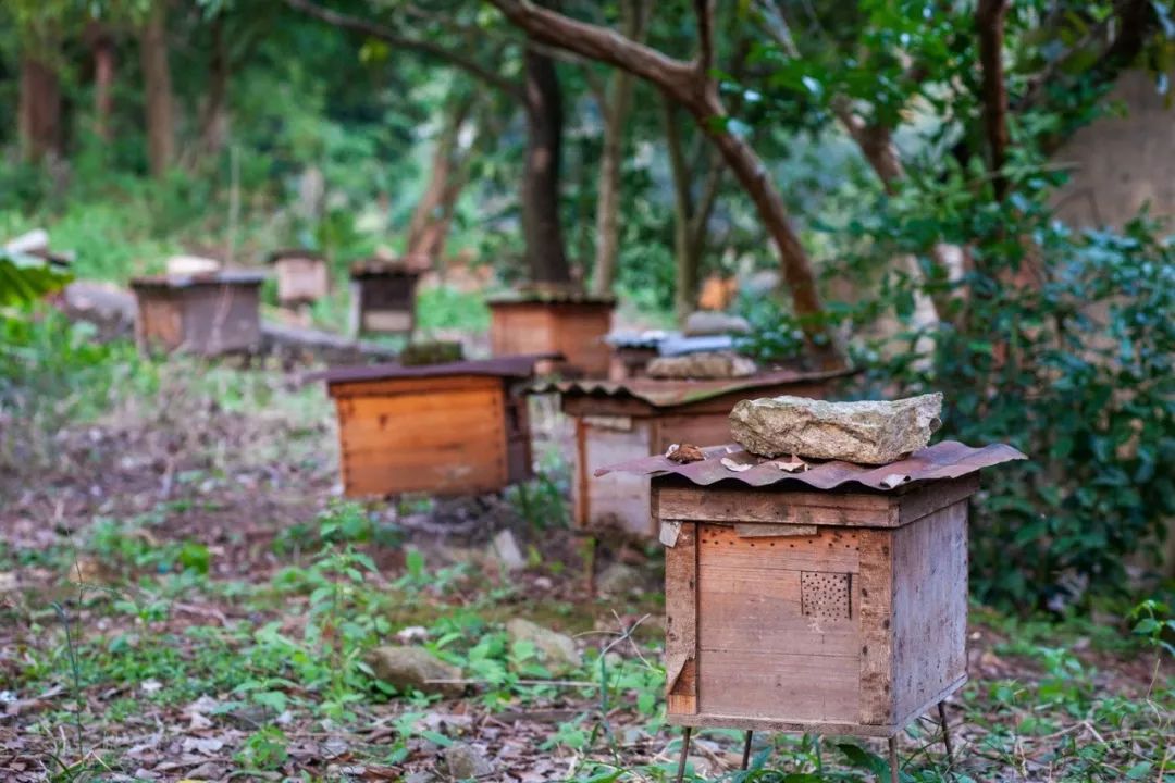 一個蜂王20只工蜂能養活嗎(一只蜂王20只工蜂能成群嗎) 一個蜂王20只工蜂能養活嗎(一只蜂王20只工蜂能成群嗎)