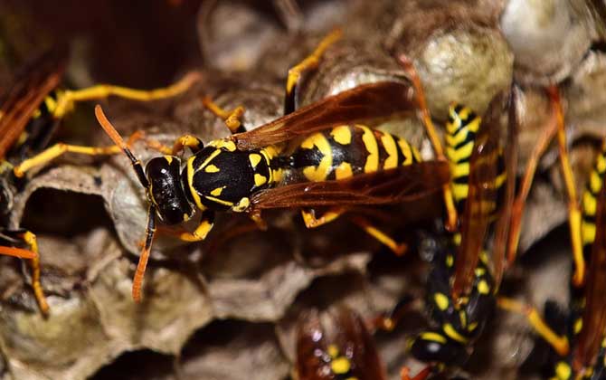 被黃蜂蟄到的多長(zhǎng)時(shí)間內(nèi)是危險(xiǎn)期