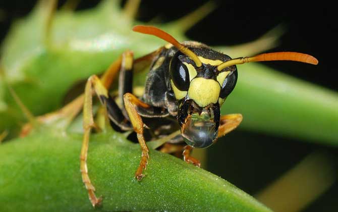 被黃蜂蟄到的多長(zhǎng)時(shí)間內(nèi)是危險(xiǎn)期