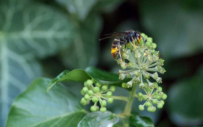 被黃蜂蟄到的多長(zhǎng)時(shí)間內(nèi)是危險(xiǎn)期