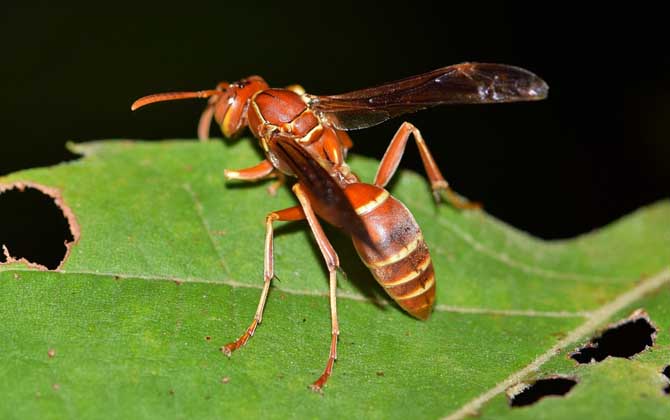 被黃蜂蟄到的多長(zhǎng)時(shí)間內(nèi)是危險(xiǎn)期