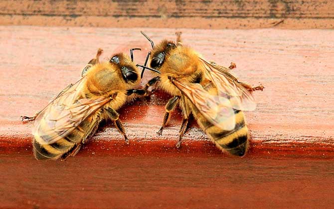蜂群多少度進(jìn)入越冬期（蜜蜂越冬最適溫度是多少）