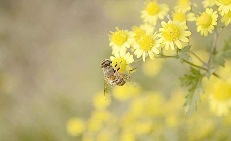 2018年養(yǎng)蜜蜂能賺錢嗎？