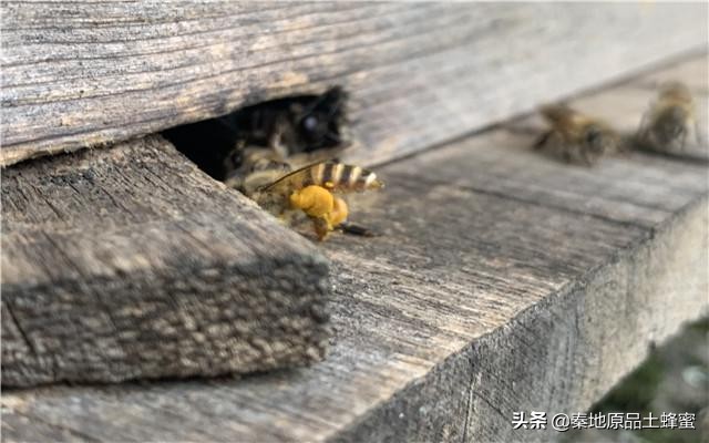 封蓋的蜂蜜和不封蓋的區別(蜜蜂封蓋是什么意思) 封蓋的蜂蜜和不封蓋的區別(蜜蜂封蓋是什么意思)