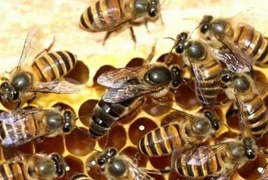 蜂王飛出去交尾要多久(蜂王出去交幾次尾能成功) 蜂王飛出去交尾要多久(蜂王出去交幾次尾能成功)