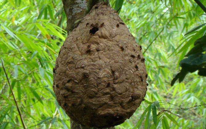 一窩馬蜂大概培育出多少蜂王(一窩胡蜂有多少蜂王) 一窩馬蜂大概培育出多少蜂王(一窩胡蜂有多少蜂王)