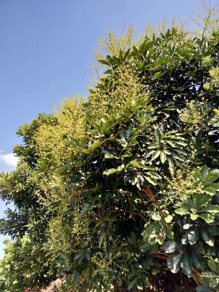 冬蜜主要是什么蜜源植物(冬蜜的蜜源植物介紹) 冬蜜主要是什么蜜源植物(冬蜜的蜜源植物介紹)