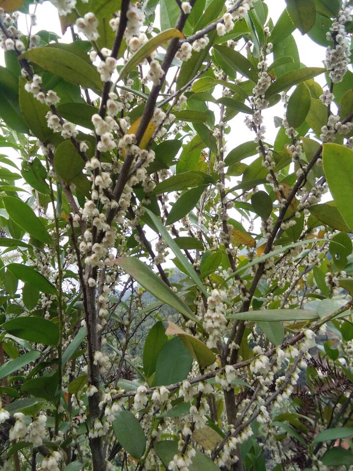 冬蜜主要是什么蜜源植物(冬蜜的蜜源植物介紹) 冬蜜主要是什么蜜源植物(冬蜜的蜜源植物介紹)