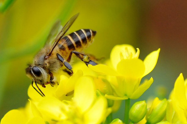 新手養(yǎng)蜂入門找野蜂(上山找野蜂技巧) 新手養(yǎng)蜂入門找野蜂(上山找野蜂技巧)