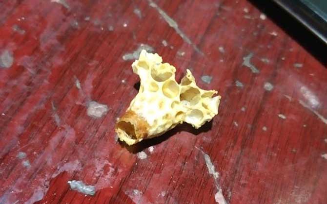 急造王臺幾天封蓋幾天出臺(王臺封蓋后幾天出新王) 急造王臺幾天封蓋幾天出臺(王臺封蓋后幾天出新王)