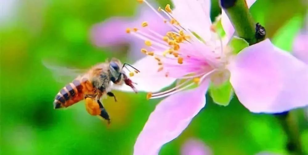 養蜂選擇什么品種最好(什么品種蜜蜂最好) 養蜂選擇什么品種最好(什么品種蜜蜂最好)