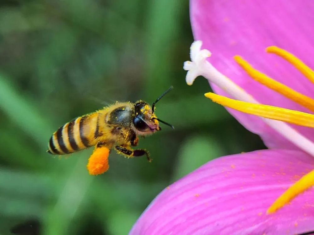 養蜂選擇什么品種最好(什么品種蜜蜂最好) 養蜂選擇什么品種最好(什么品種蜜蜂最好)