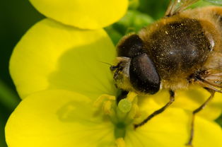 蜜蜂蜂王產卵是一個眼一個卵嗎(箱外如何判斷蜂王產卵了) 蜜蜂蜂王產卵是一個眼一個卵嗎(箱外如何判斷蜂王產卵了)
