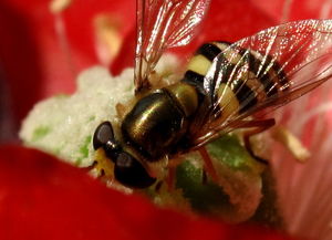 蜜蜂蜂王產卵是一個眼一個卵嗎(箱外如何判斷蜂王產卵了) 蜜蜂蜂王產卵是一個眼一個卵嗎(箱外如何判斷蜂王產卵了)