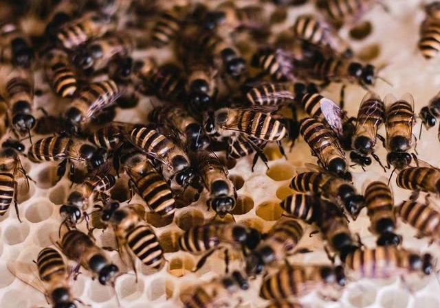 購(gòu)買蜂群如何挑選(新手初學(xué)養(yǎng)蜂的基本要領(lǐng)及如何選購(gòu)蜂群) 購(gòu)買蜂群如何挑選(新手初學(xué)養(yǎng)蜂的基本要領(lǐng)及如何選購(gòu)蜂群)