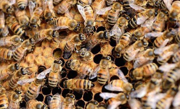 購(gòu)買蜂群如何挑選(新手初學(xué)養(yǎng)蜂的基本要領(lǐng)及如何選購(gòu)蜂群) 購(gòu)買蜂群如何挑選(新手初學(xué)養(yǎng)蜂的基本要領(lǐng)及如何選購(gòu)蜂群)