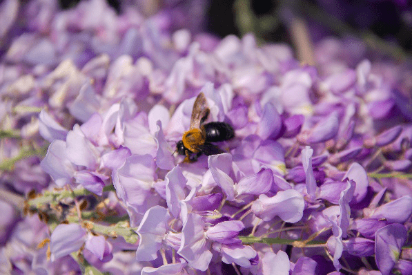寧夏蜜源植物分布(寧夏主要蜜源植物簡介) 寧夏蜜源植物分布(寧夏主要蜜源植物簡介)