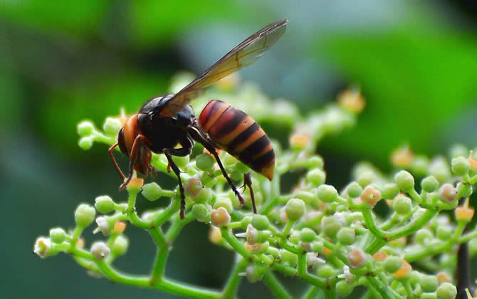 胡蜂怎么區分蜂王和雄蜂? 胡蜂