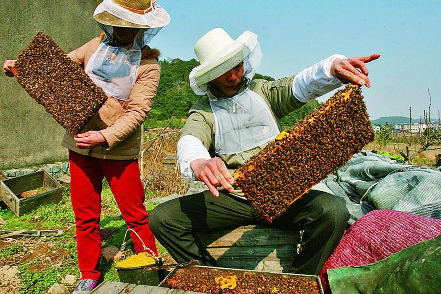 【蜜蜂養殖】為什么蜜蜂不蟄養蜂人? 蜜蜂為什么不蟄養蜂人