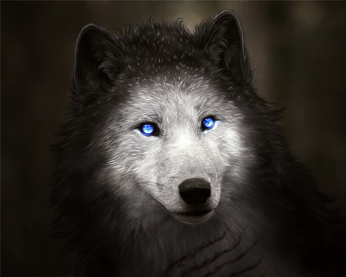 “狽”的原型不是豺,更不是狼獾,為何是狼群中的殘疾狼 長白山多次出現(xiàn)“狽”,最早記載于西漢,奔跑時(shí)前腿搭在狼身上