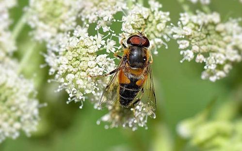 固定蜂場養(yǎng)中蜂好還是意蜂好(蜜蜂養(yǎng)殖,是固定養(yǎng)蜂好) 固定蜂場養(yǎng)中蜂好還是意蜂好(蜜蜂養(yǎng)殖,是固定養(yǎng)蜂好)