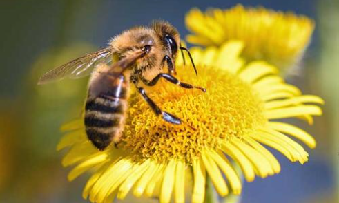 植物流蜜需要什么條件(植物泌蜜條件及溫度) 植物流蜜需要什么條件(植物泌蜜條件及溫度)