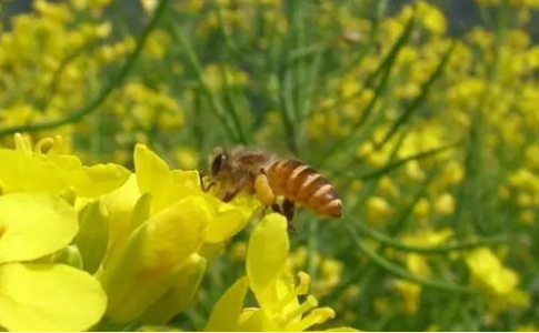 植物流蜜需要什么條件(植物泌蜜條件及溫度) 植物流蜜需要什么條件(植物泌蜜條件及溫度)