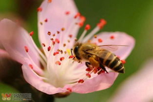 養蜂新手怎么管理（新手養蜂入門及注意事項）