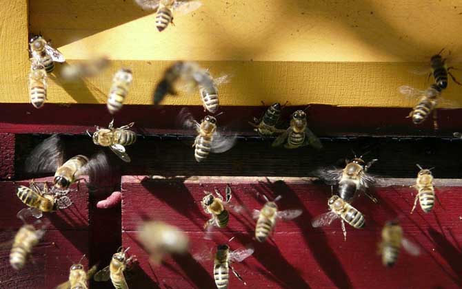 一只蜜蜂怎么養活(單獨養一只蜜蜂怎么養) 一只蜜蜂怎么養活(單獨養一只蜜蜂怎么養)