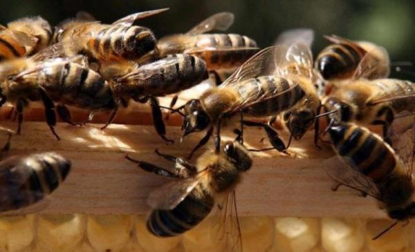 新手養(yǎng)蜂入門蜂王怎么放(新蜂王怎樣放進(jìn)蜂箱) 新手養(yǎng)蜂入門蜂王怎么放(新蜂王怎樣放進(jìn)蜂箱)