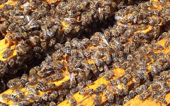 蜂王什么時候停止產卵(冬天蜂王為什么停止產卵) 蜂王什么時候停止產卵(冬天蜂王為什么停止產卵)