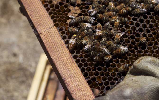 中蜂王冬天在幾度停止產(chǎn)卵(中蜂冬季什么時候斷籽) 中蜂王冬天在幾度停止產(chǎn)卵(中蜂冬季什么時候斷籽)