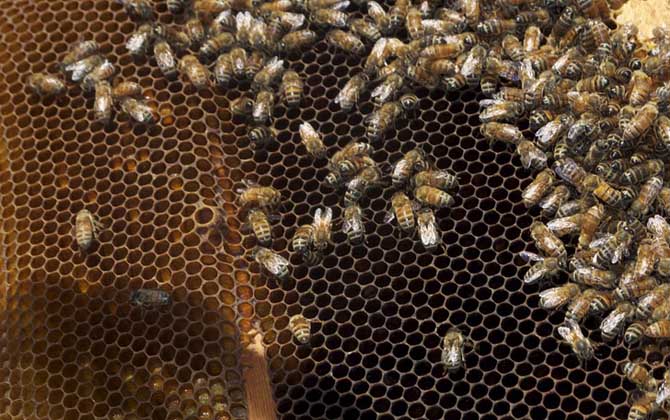 中蜂王冬天在幾度停止產(chǎn)卵(中蜂冬季什么時候斷籽) 中蜂王冬天在幾度停止產(chǎn)卵(中蜂冬季什么時候斷籽)