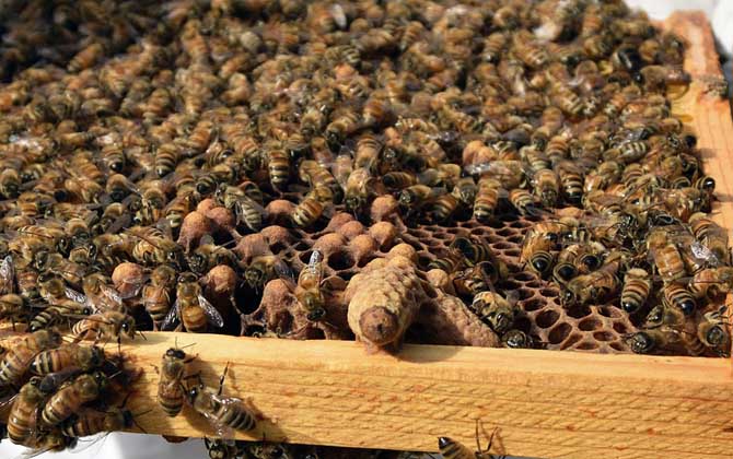 中蜂王冬天在幾度停止產(chǎn)卵(中蜂冬季什么時候斷籽) 中蜂王冬天在幾度停止產(chǎn)卵(中蜂冬季什么時候斷籽)