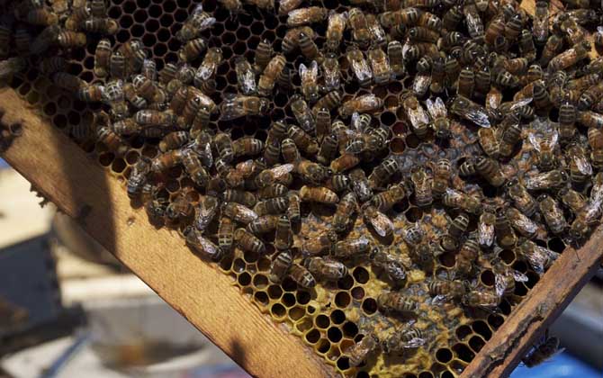 中蜂王冬天在幾度停止產(chǎn)卵(中蜂冬季什么時候斷籽) 中蜂王冬天在幾度停止產(chǎn)卵(中蜂冬季什么時候斷籽)