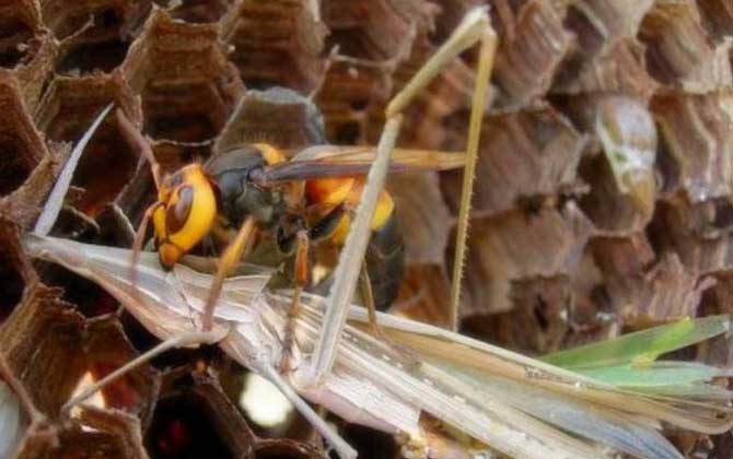黑尾虎頭蜂的針有多長 黑尾虎頭蜂的針有多長