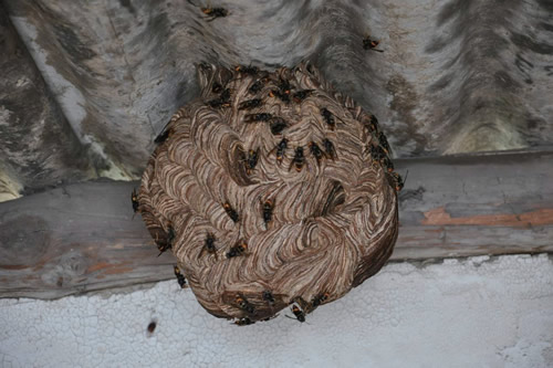 晚上捅馬蜂窩安全嗎?(取馬蜂窩的最佳時(shí)機(jī),晚上捅還是白天捅好) 晚上捅馬蜂窩安全嗎?(取馬蜂窩的最佳時(shí)機(jī),晚上捅還是白天捅好)