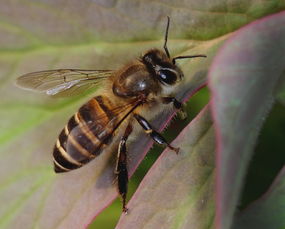 松丹一號蜜蜂愛不愛蜇人(蜜蜂什么時(shí)候不蜇人) 松丹一號蜜蜂愛不愛蜇人(蜜蜂什么時(shí)候不蜇人)