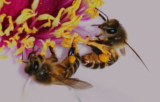 松丹一號蜜蜂愛不愛蜇人(蜜蜂什么時(shí)候不蜇人) 松丹一號蜜蜂愛不愛蜇人(蜜蜂什么時(shí)候不蜇人)