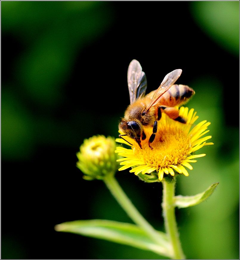 松丹一號蜜蜂愛不愛蜇人(蜜蜂什么時(shí)候不蜇人) 松丹一號蜜蜂愛不愛蜇人(蜜蜂什么時(shí)候不蜇人)