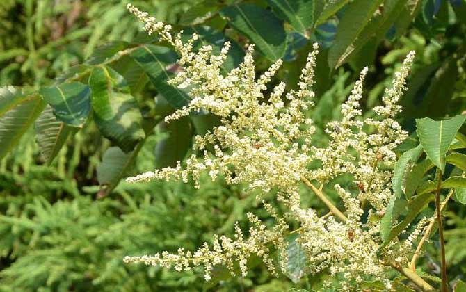 海南有五倍子花嗎(五倍子什么時(shí)候開(kāi)花) 海南有五倍子花嗎(五倍子什么時(shí)候開(kāi)花)